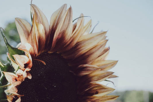 Sunflower soles