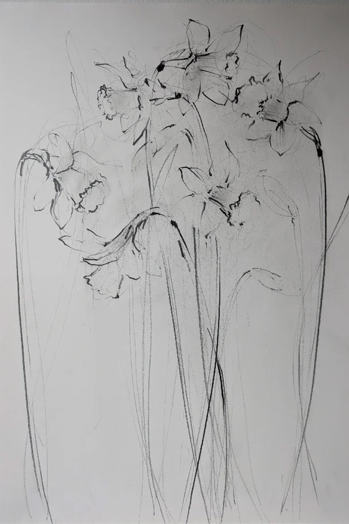 Daffodils III original illustration by Claudia Lowry