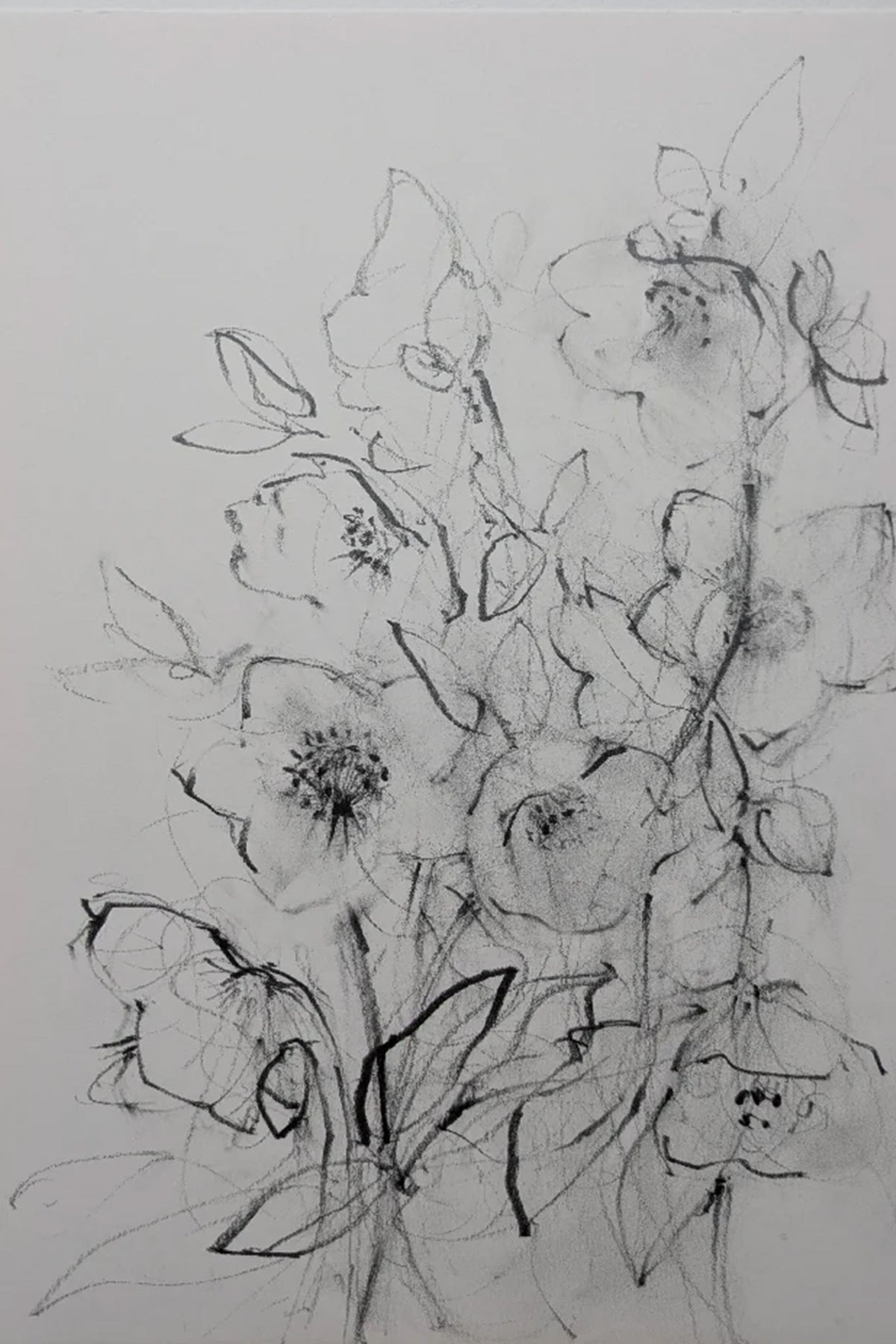 Hellebores original illustration by Claudia Lowry