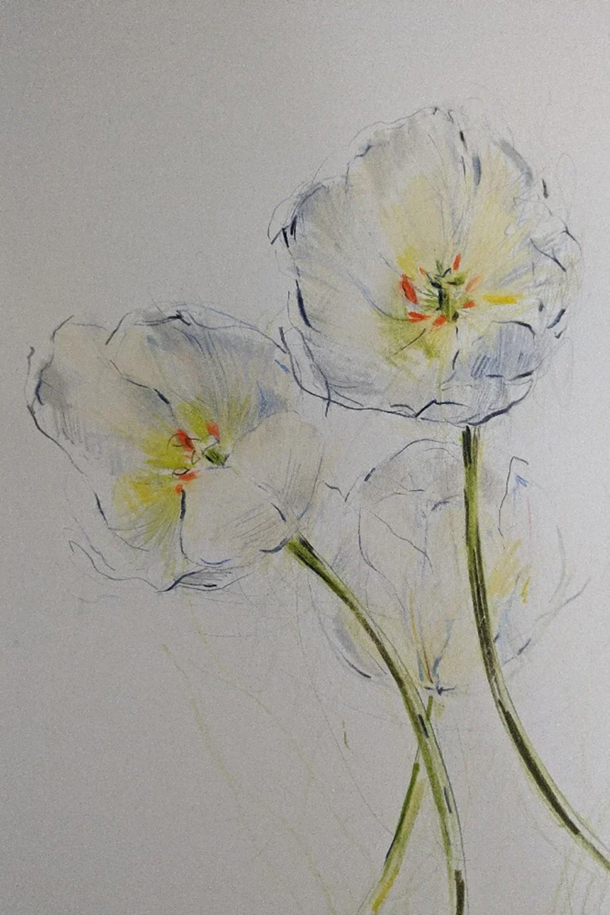 Tulips V original illustration by Claudia Lowry