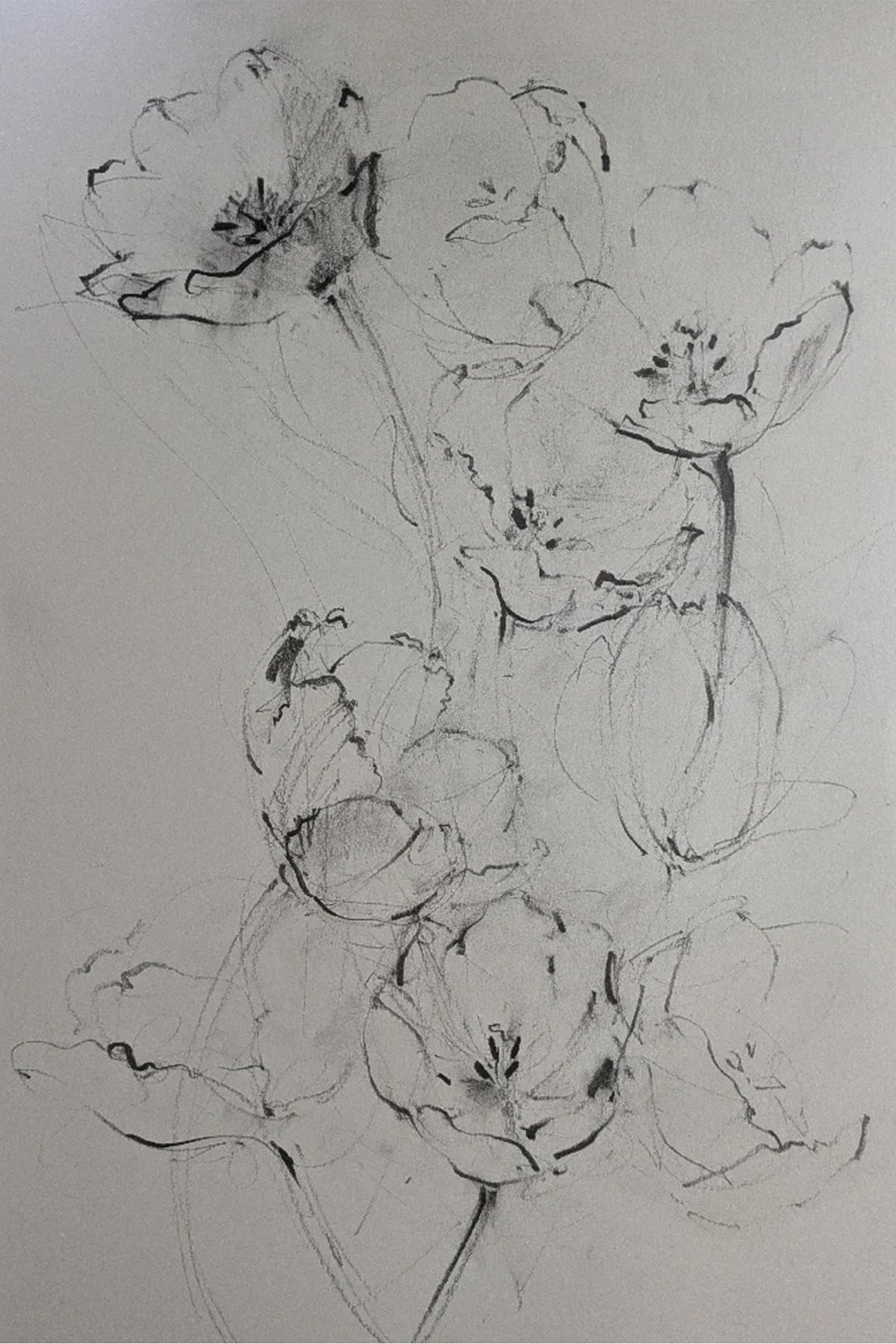 Tulips II original illustration by Claudia Lowry