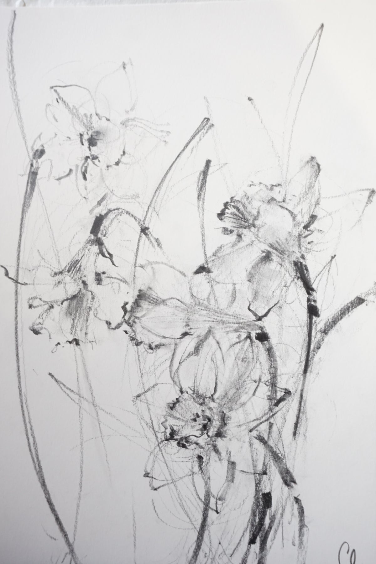 Daffodils original illustration by Claudia Lowry