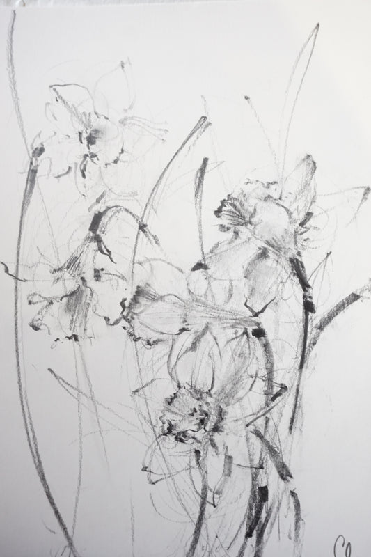 Daffodils original illustration by Claudia Lowry