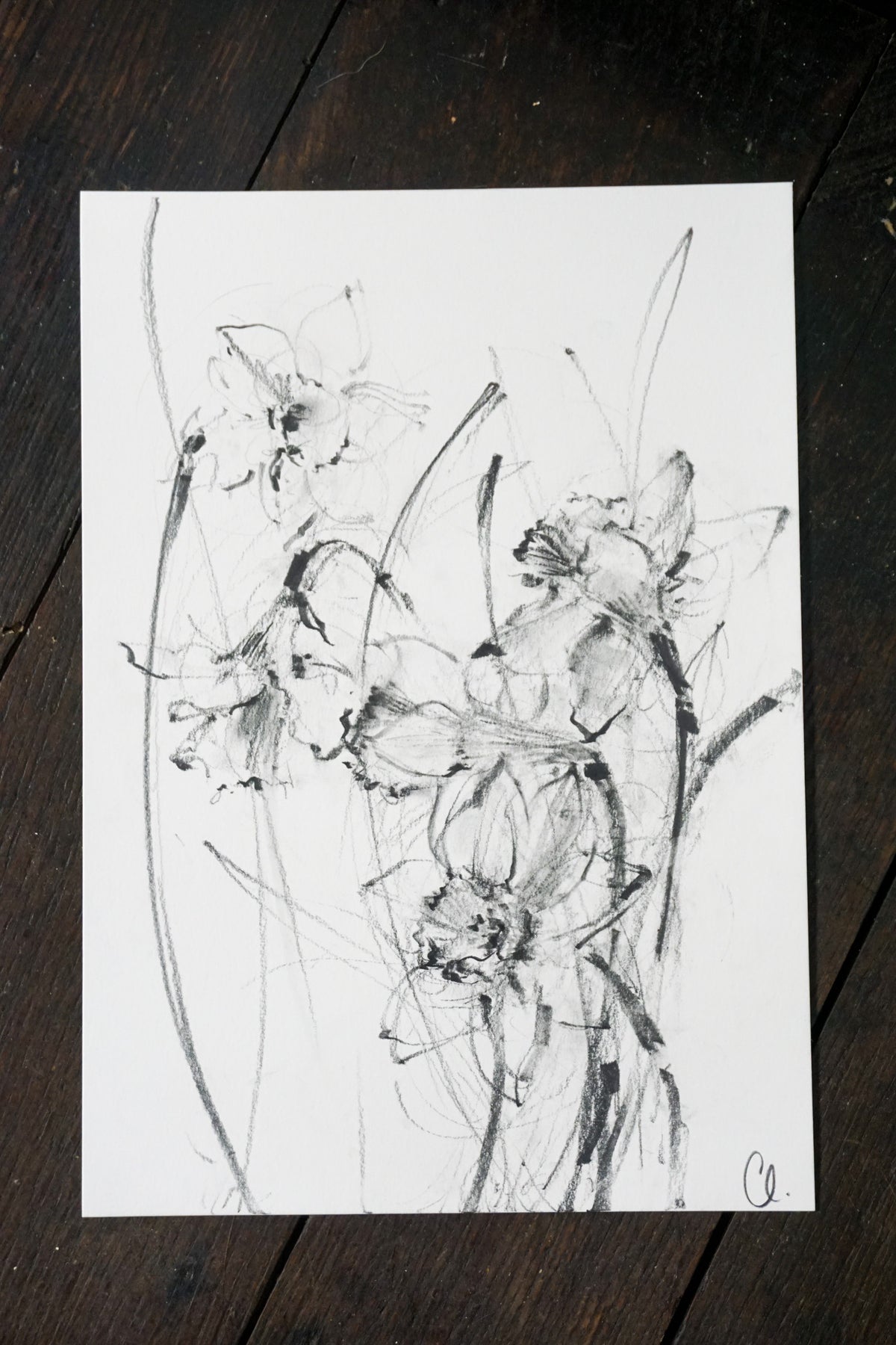 Daffodils original illustration by Claudia Lowry