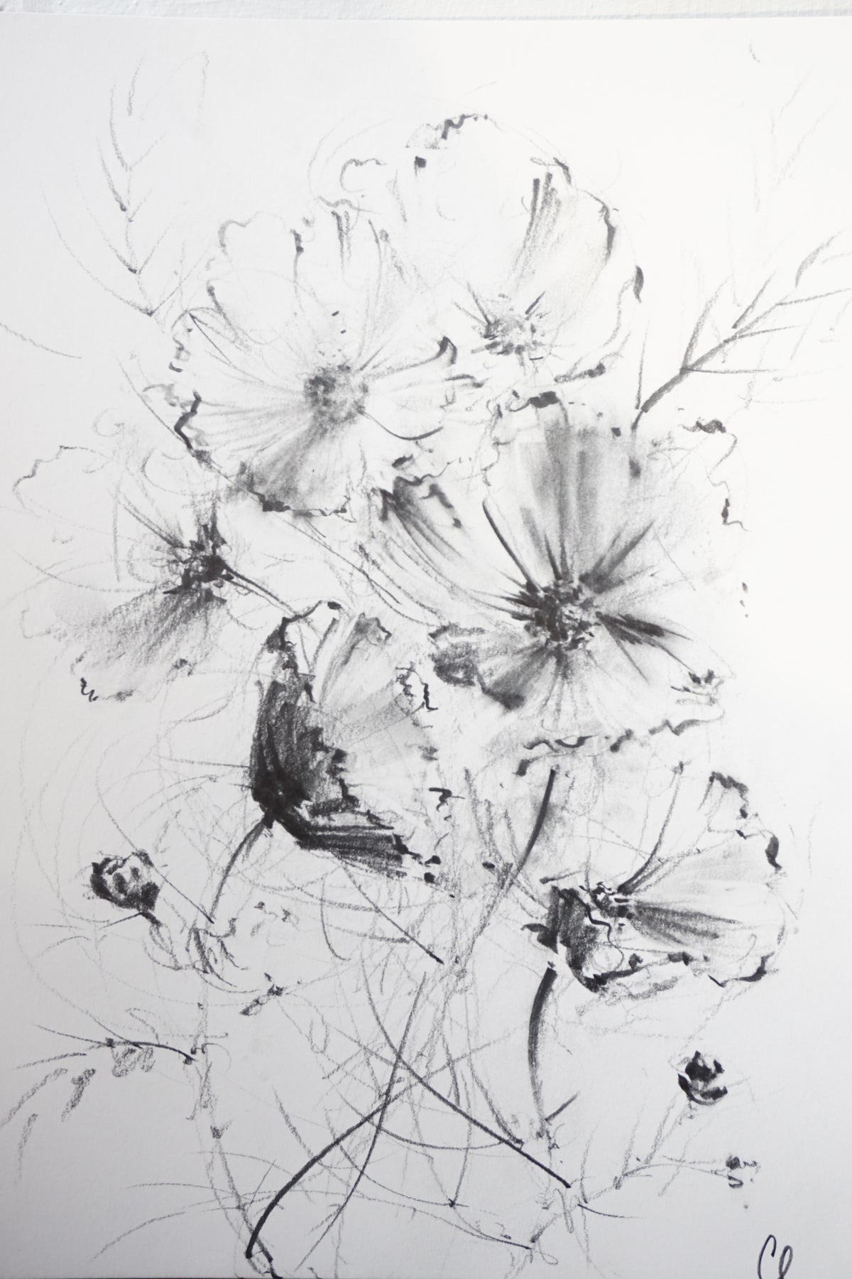 Cosmos original illustration by Claudia Lowry