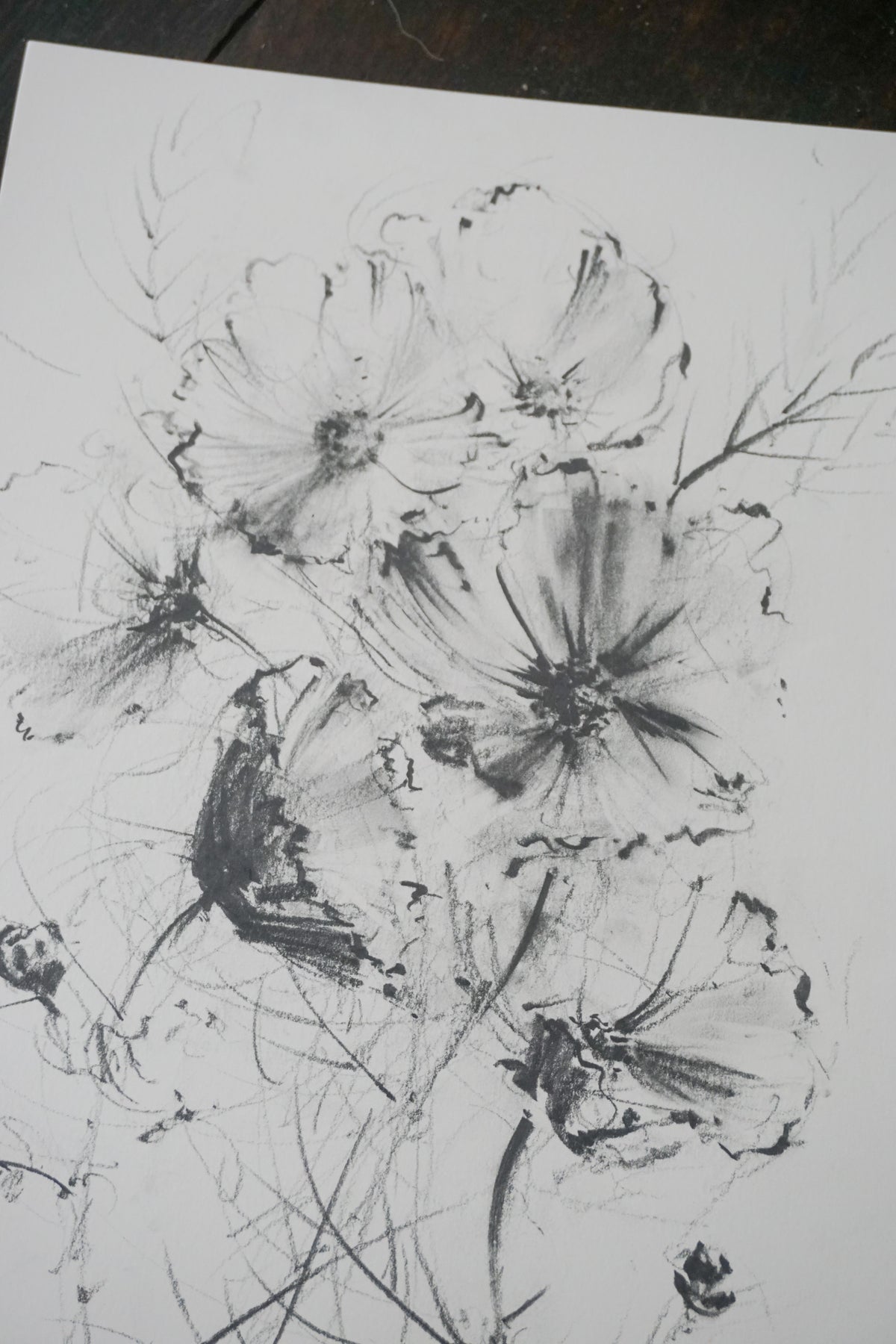 Cosmos original illustration by Claudia Lowry