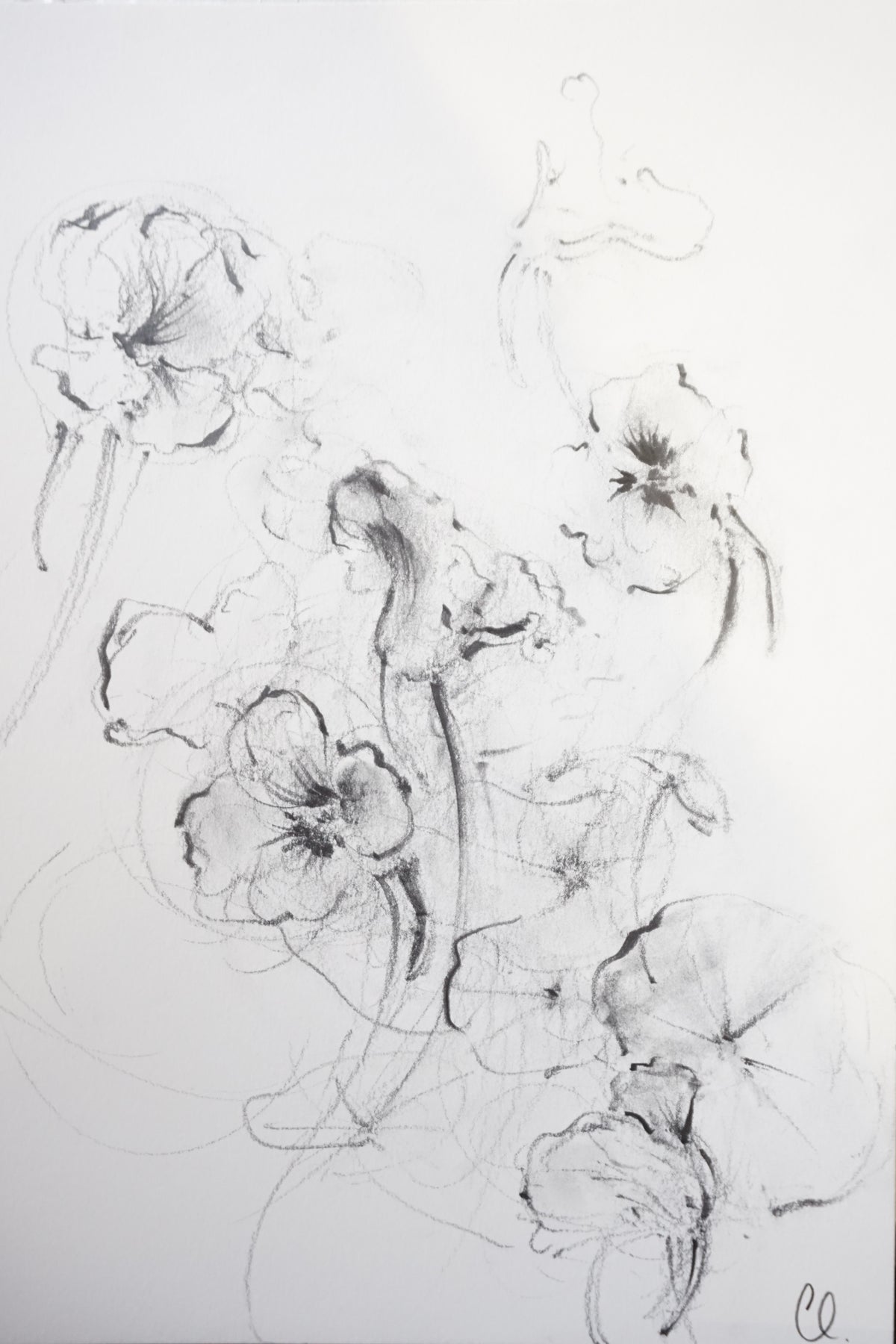 Nasturtiums original illustration by Claudia Lowry