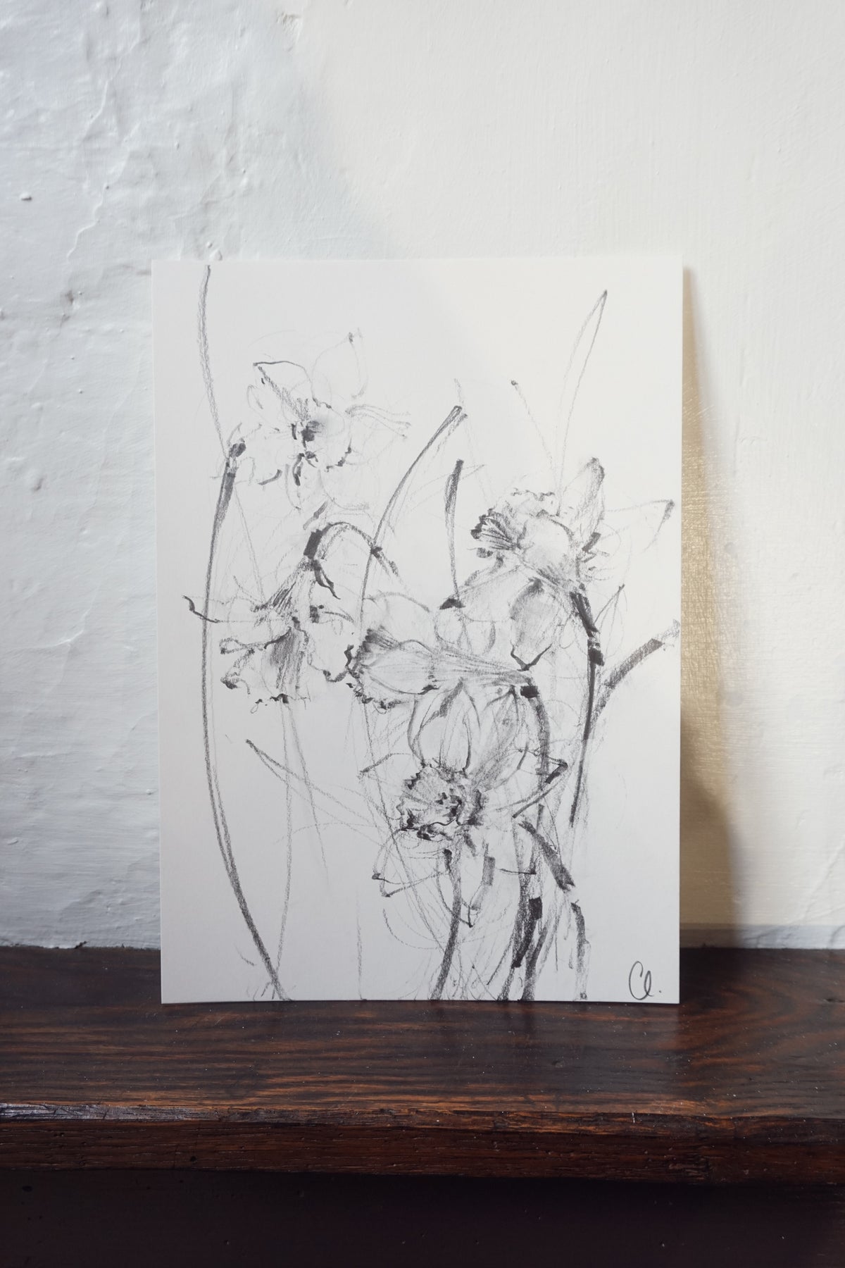Daffodils original illustration by Claudia Lowry